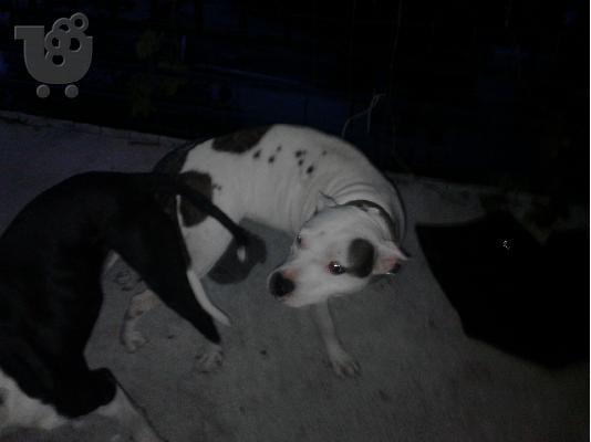 pitbull american